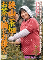 狭山の茶畑でお茶を摘むお母さん　堀池忍