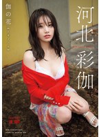 伽の花　河北彩伽